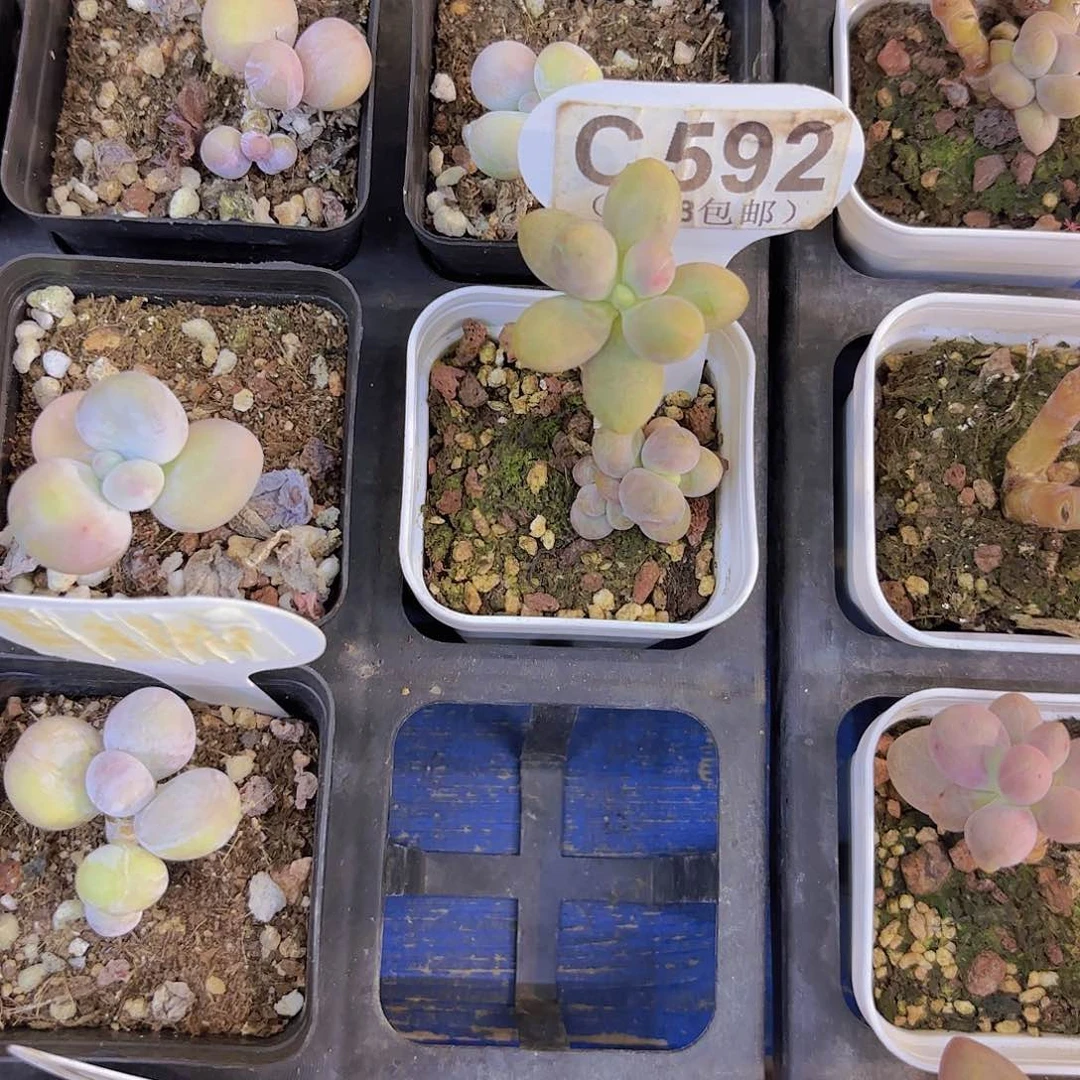 媛***~C592糖果美人一物一拍