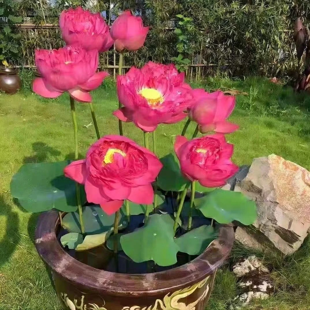 池塘大型观赏荷花藕苗水培植物食用藕种根盆栽水养花卉莲花苗莲藕