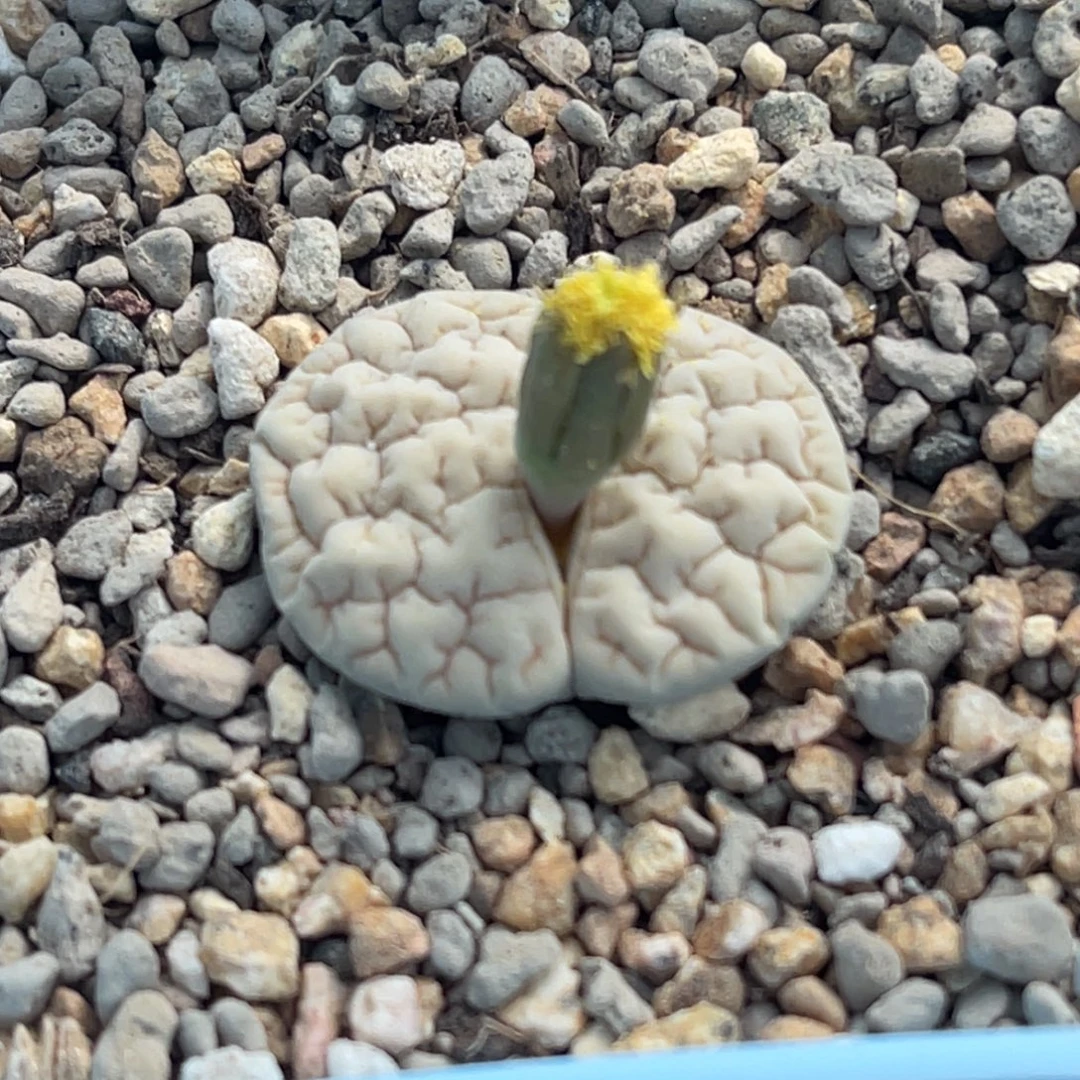 7150凹凸脑纹189一颗