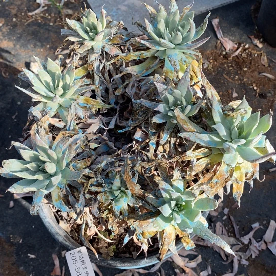 58号流丹粗腿子群