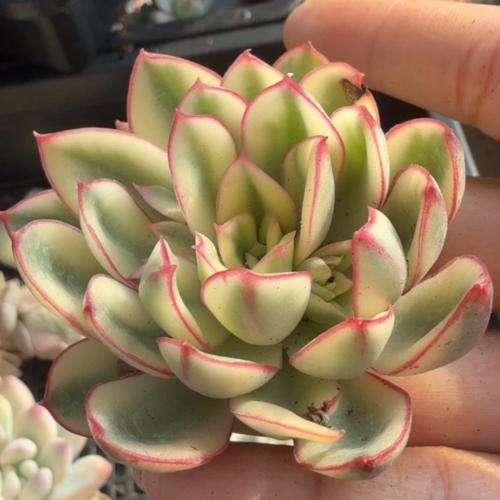 红花女王锦主头腹轮锦