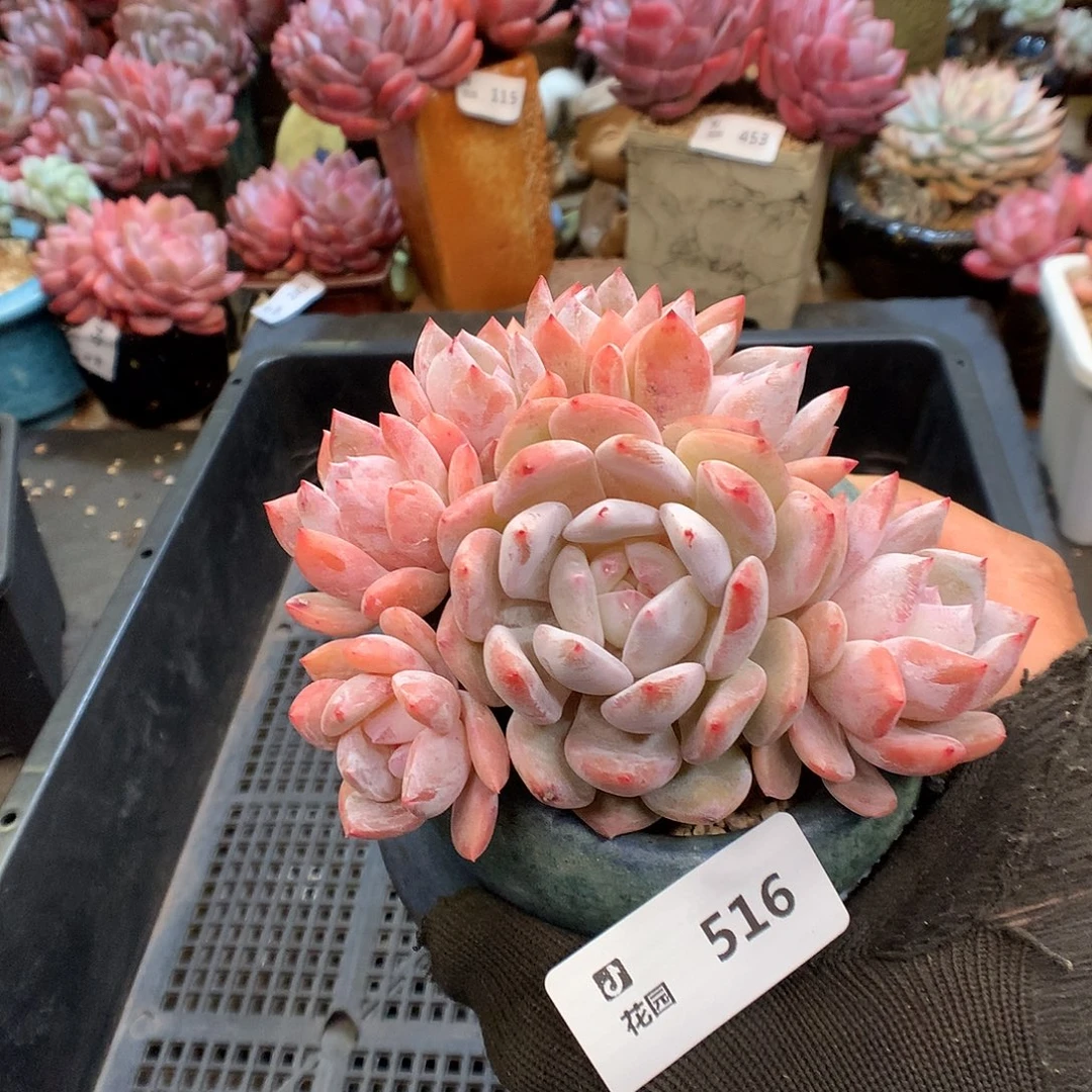 516雪天使多肉植物66666