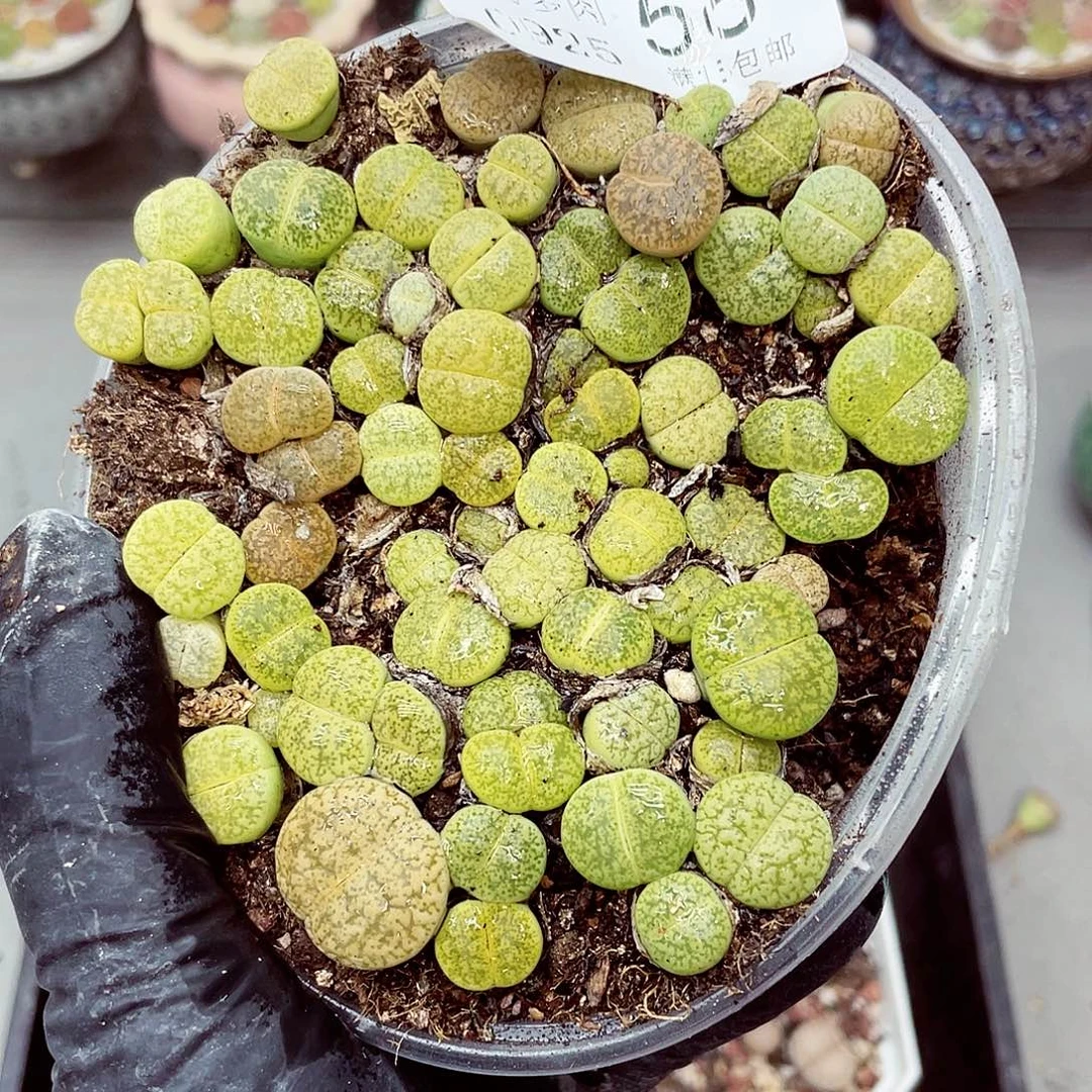 生石花满18包邮0925-58