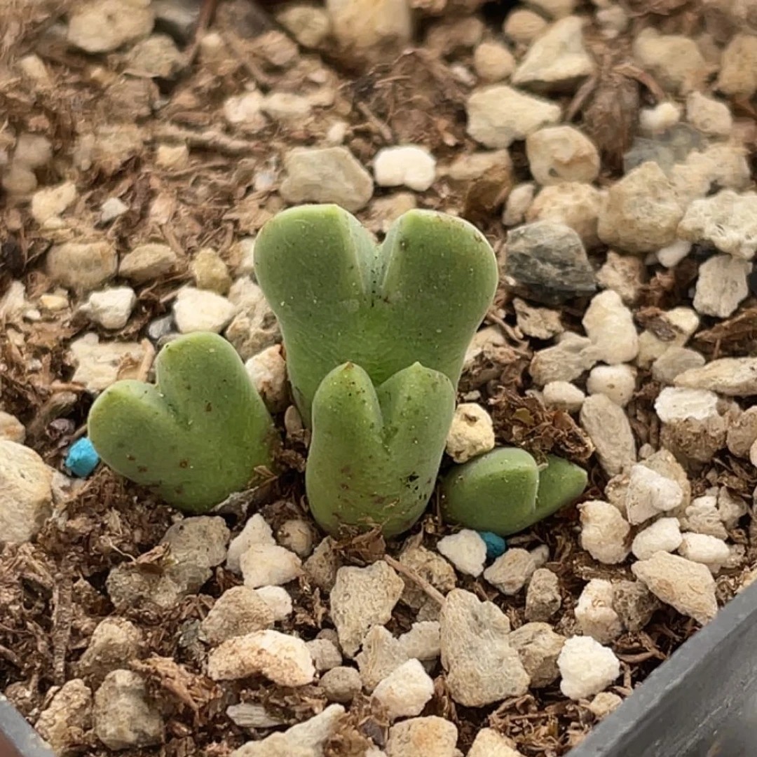 15-38肉锥514猪蹄多肉植物