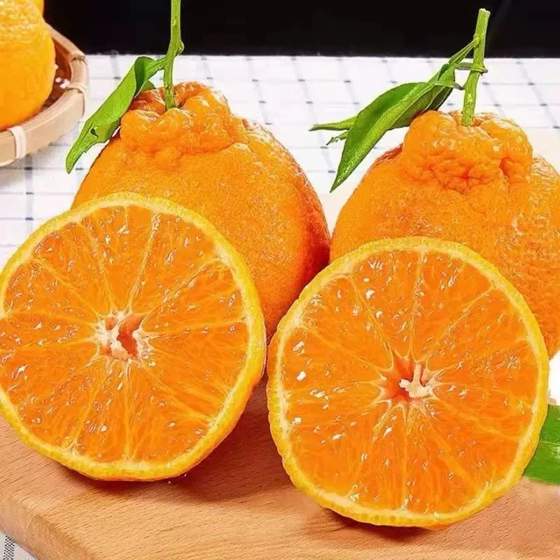 四川眉山正宗耙耙柑大果春见新鲜顺丰包邮4.5-5斤耙耙柑