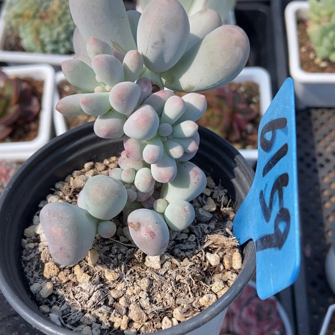 6159米可奶多肉植物保护