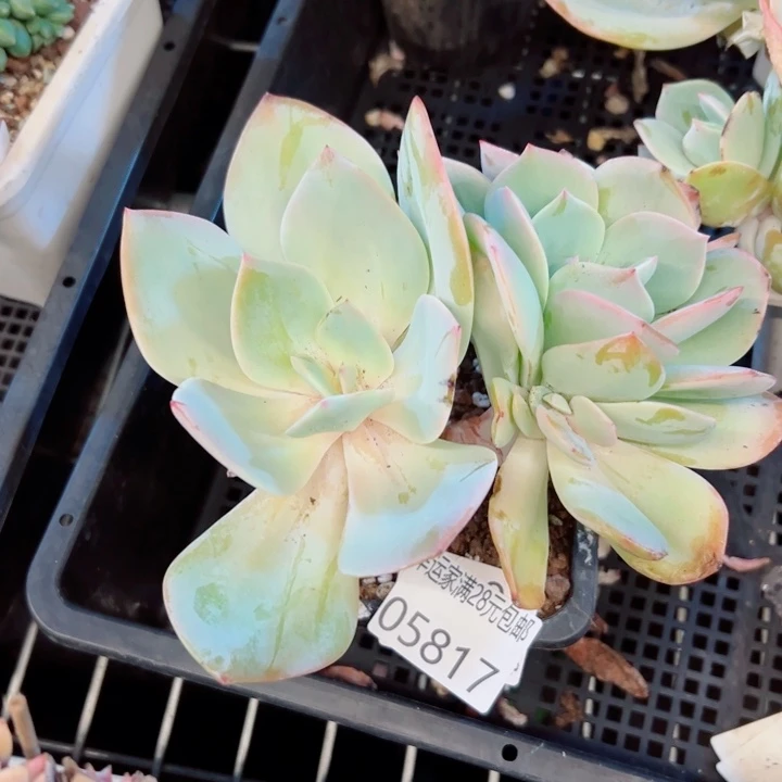 幸运的是我还没遇到幸运