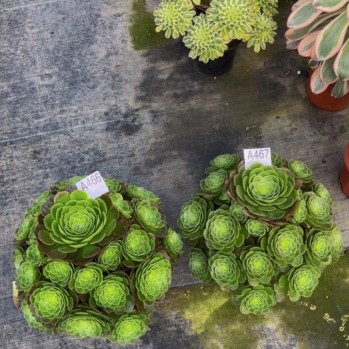 圣罗兰000000000466467