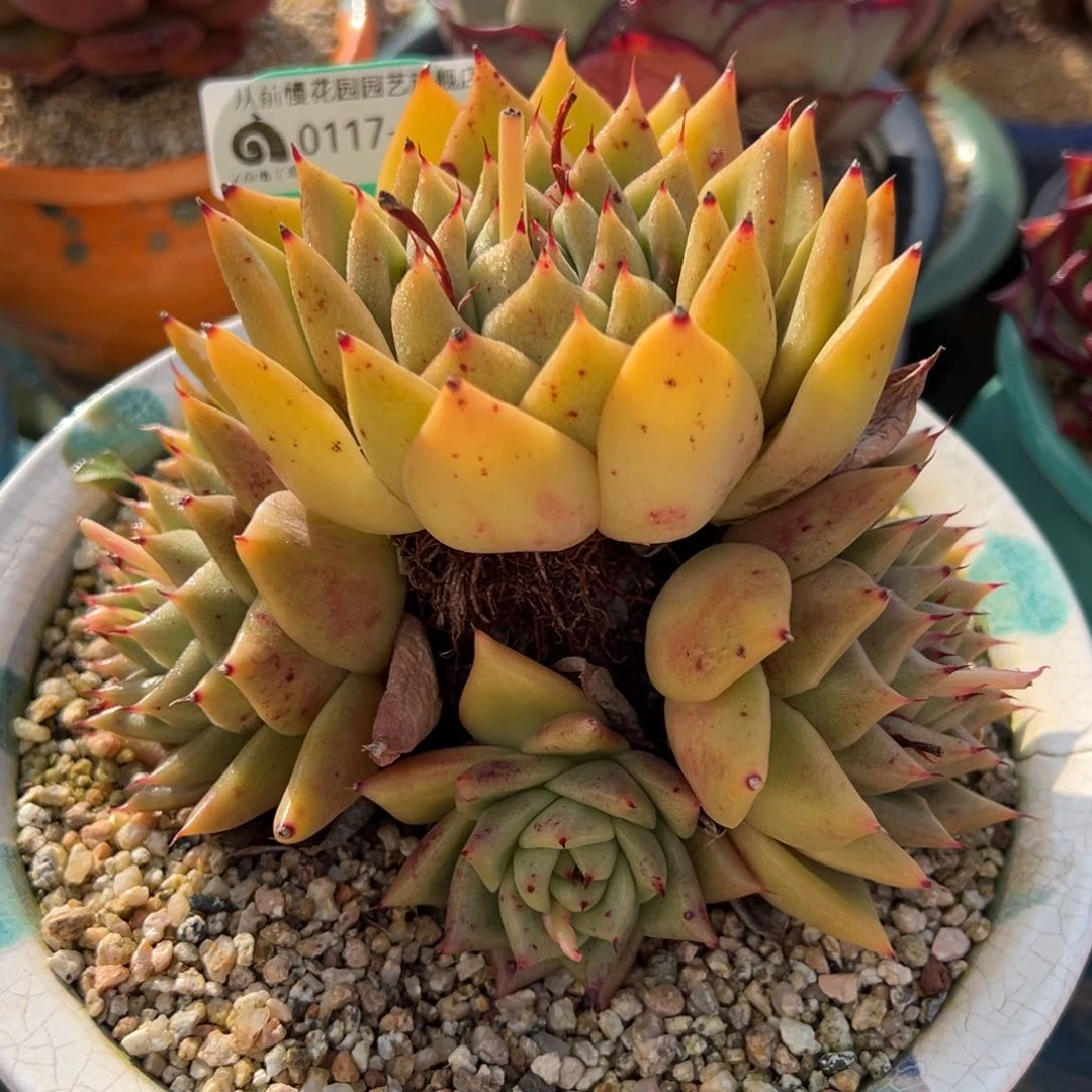 从前慢多肉精选编号0117.66