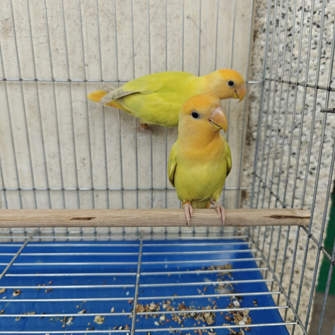 活体小黑小林文鸟鹦鹉【下单阅读活体售后说明】