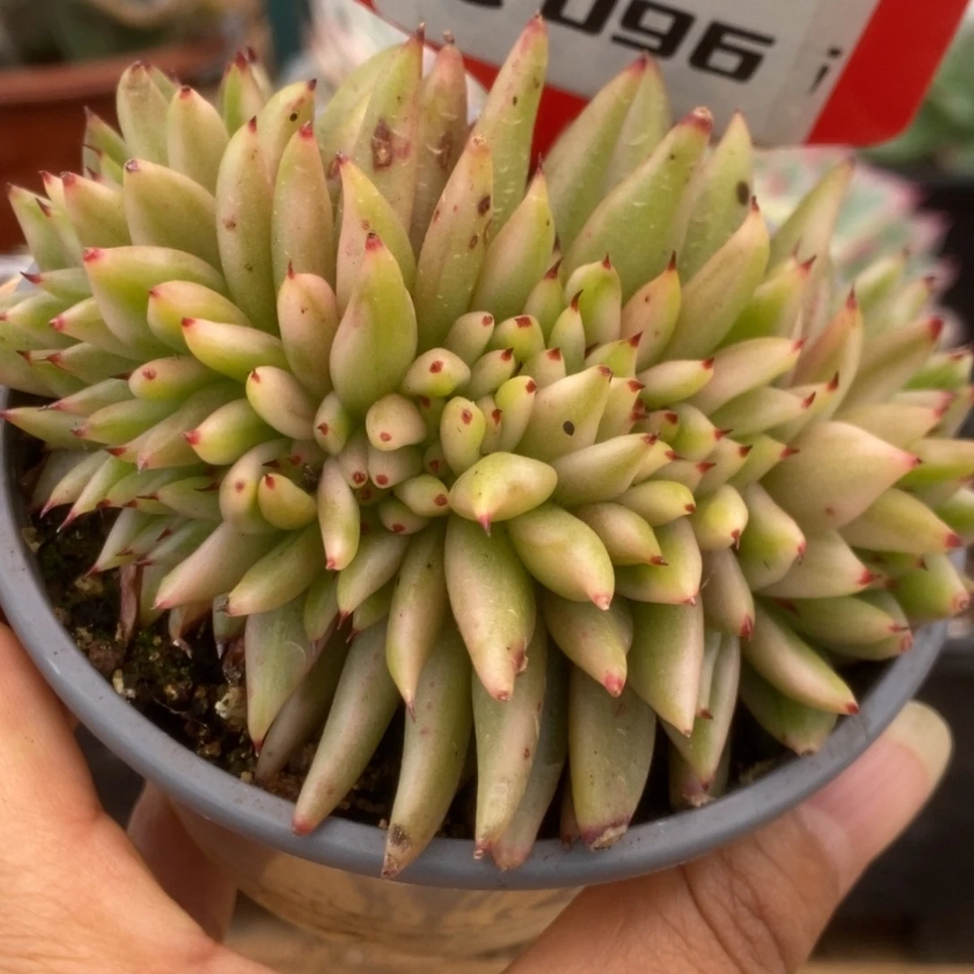 096艾克魂锦锦锦锦锦锦锦