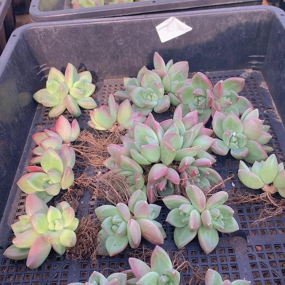 双头迷雾泡泡23567789999