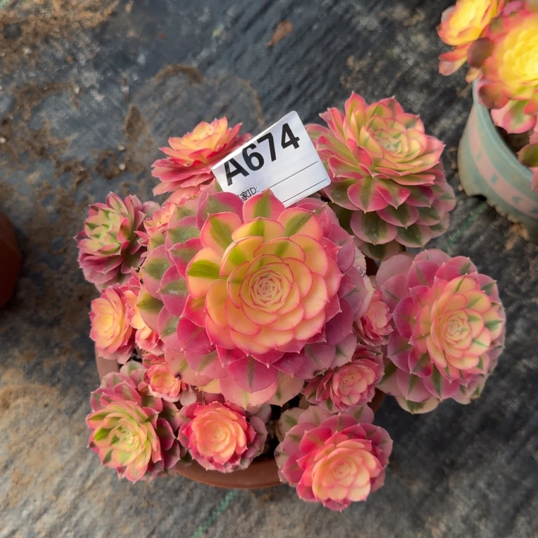 倾城多肉法师a674