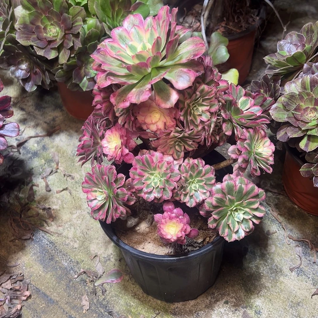 133多肉多肉多肉多肉多肉