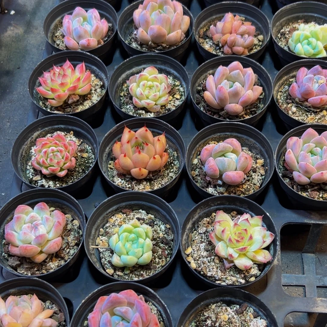 ****花293的人之前都不知道我