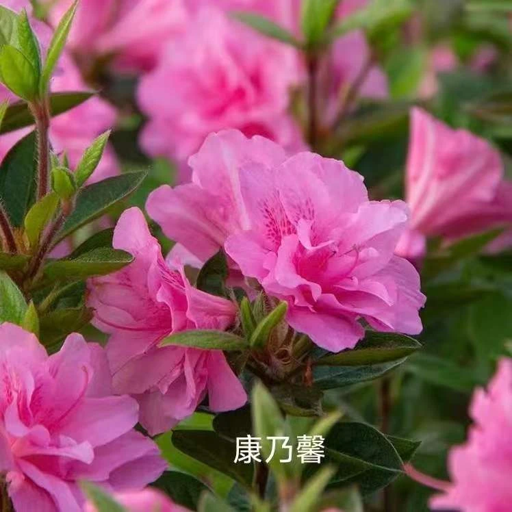 【一物一拍】常绿进口安酷四季杜鹃康乃馨王妃红皇冠象牙白等