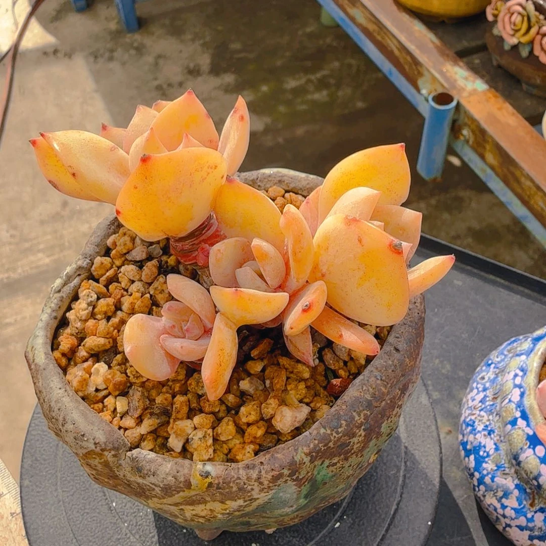 发货发货发货白凤