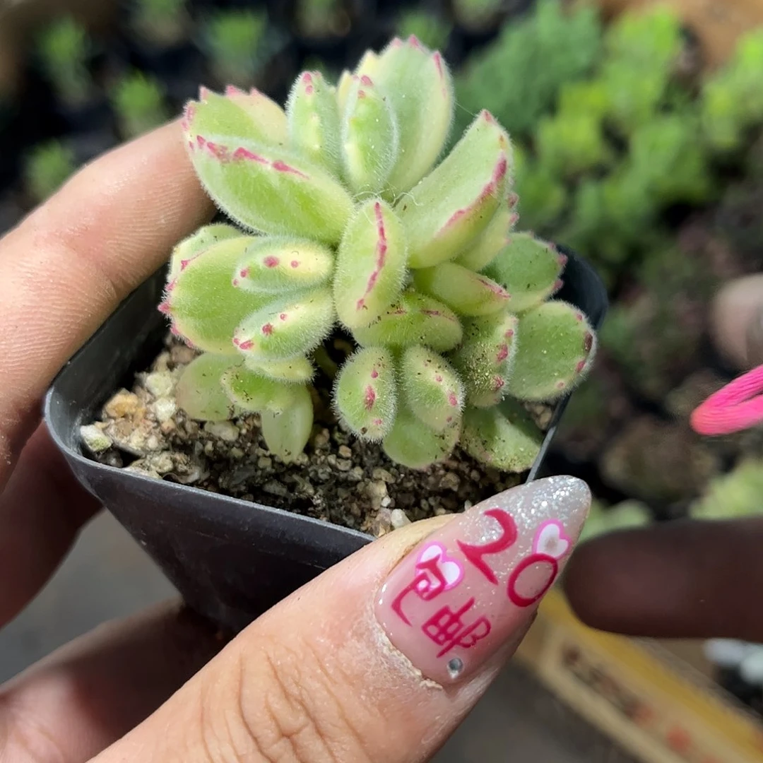 白熊群单头发货有根