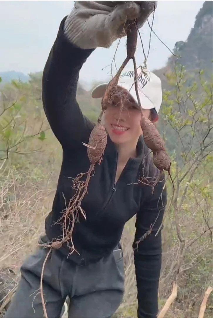 广西石山上的野生牛大力 鸡血藤 泡酒泡茶煲汤