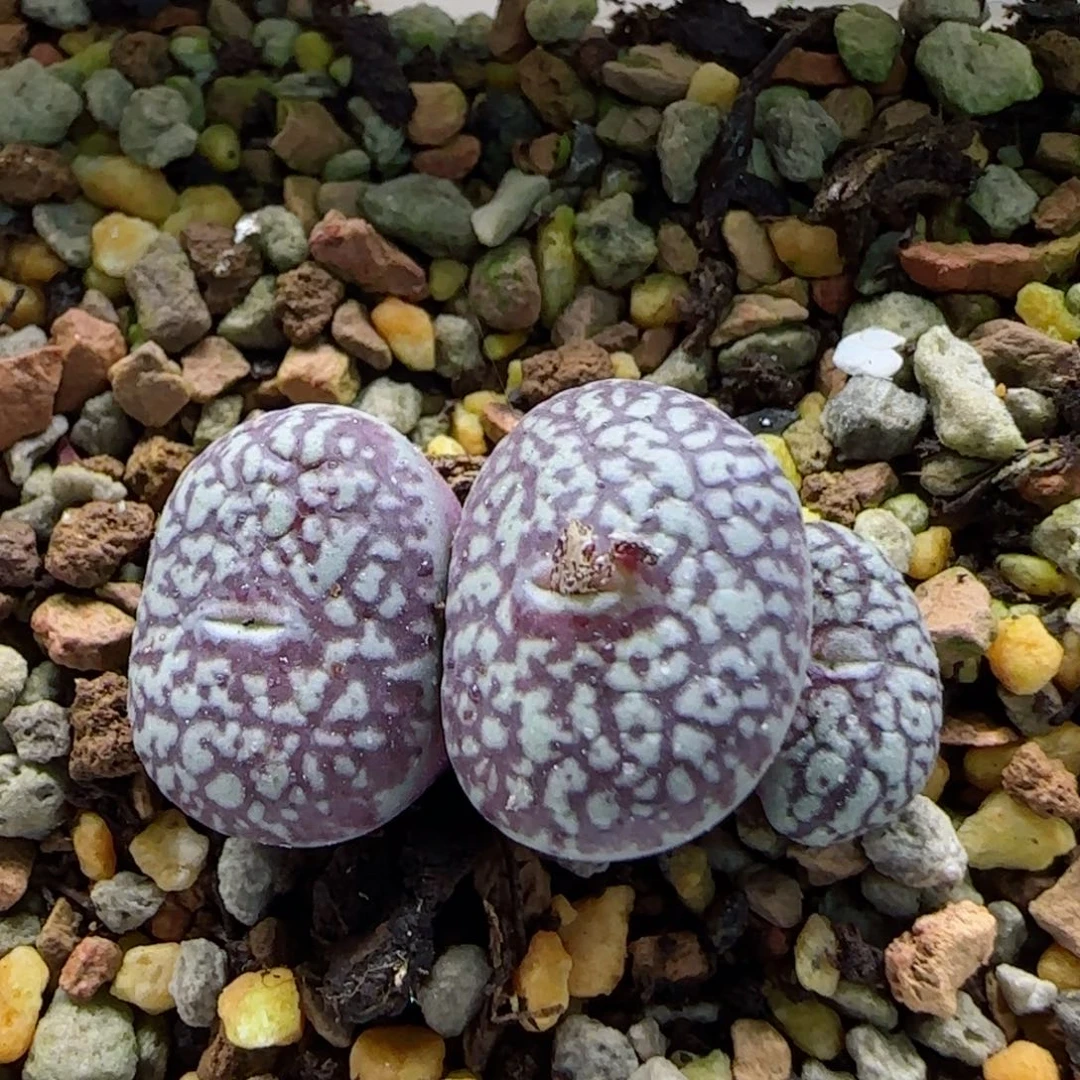 小****碗2-21-当天满58包邮脱土