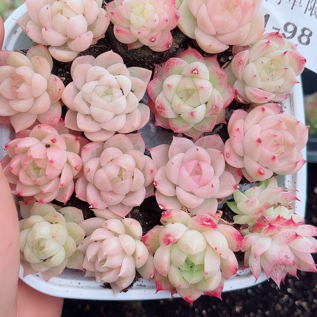 1-98 新疆西藏内蒙不发12.8包邮2-3公斤多肉