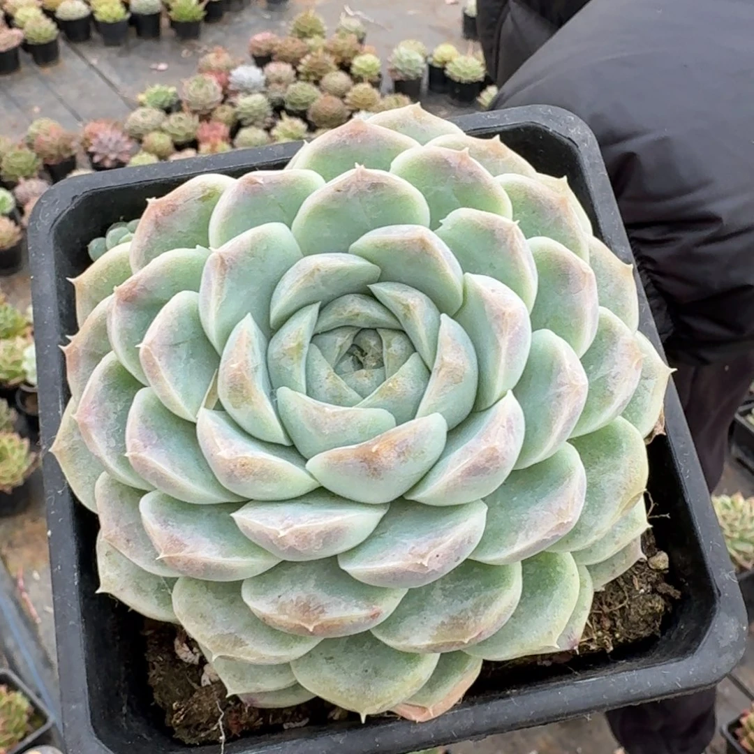 多肉杂交一物一拍28-95