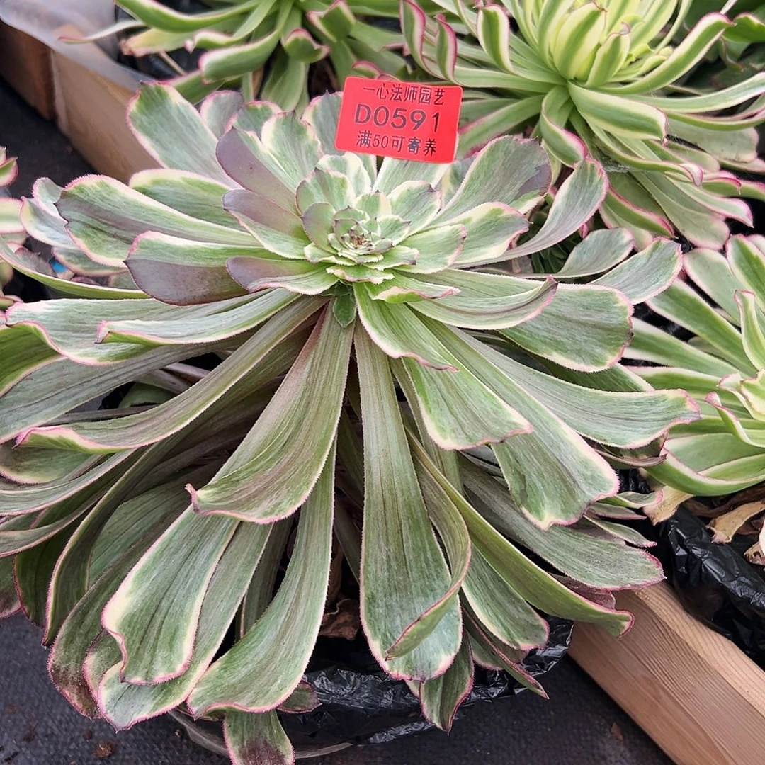0591多肉植物水墨画