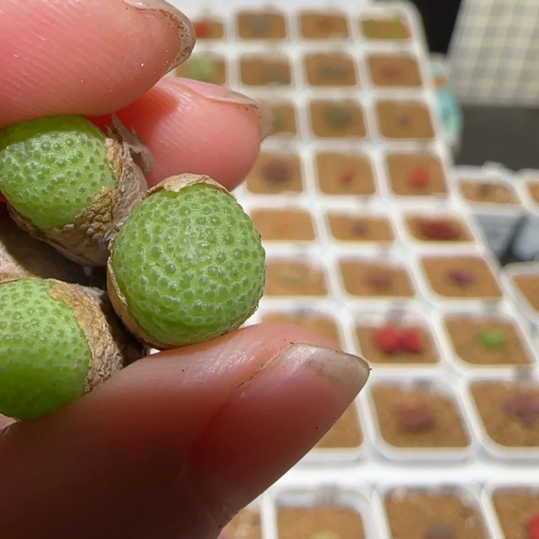 、****肉锥多肉植物好看-1258