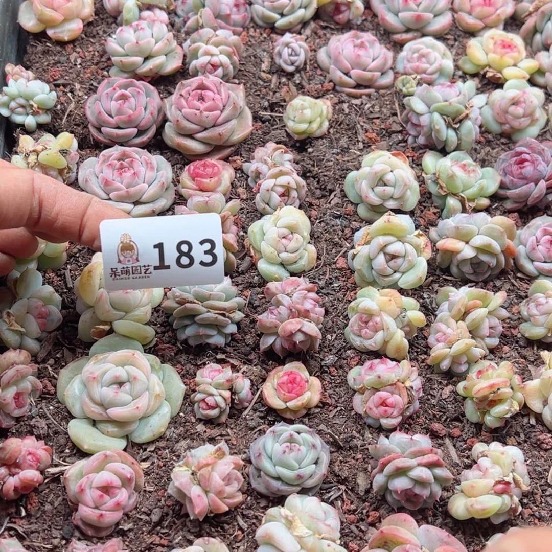 ?****浠多肉植物多肉植物