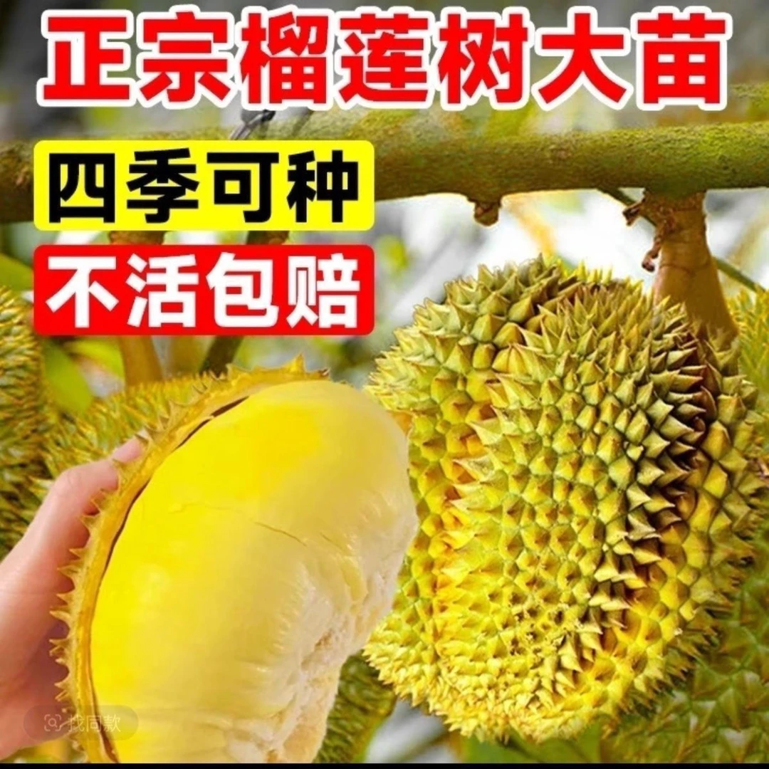 【当年结果】榴莲四季泰国金枕猫山王榴莲盆栽地栽庭院南北方耐寒