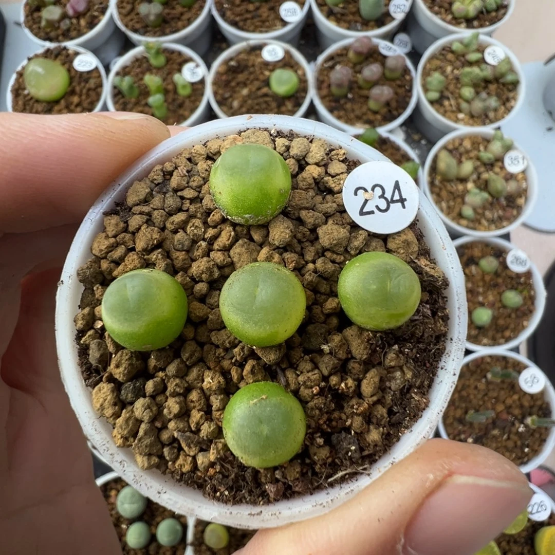 东***）拉登5颗脱土2340000