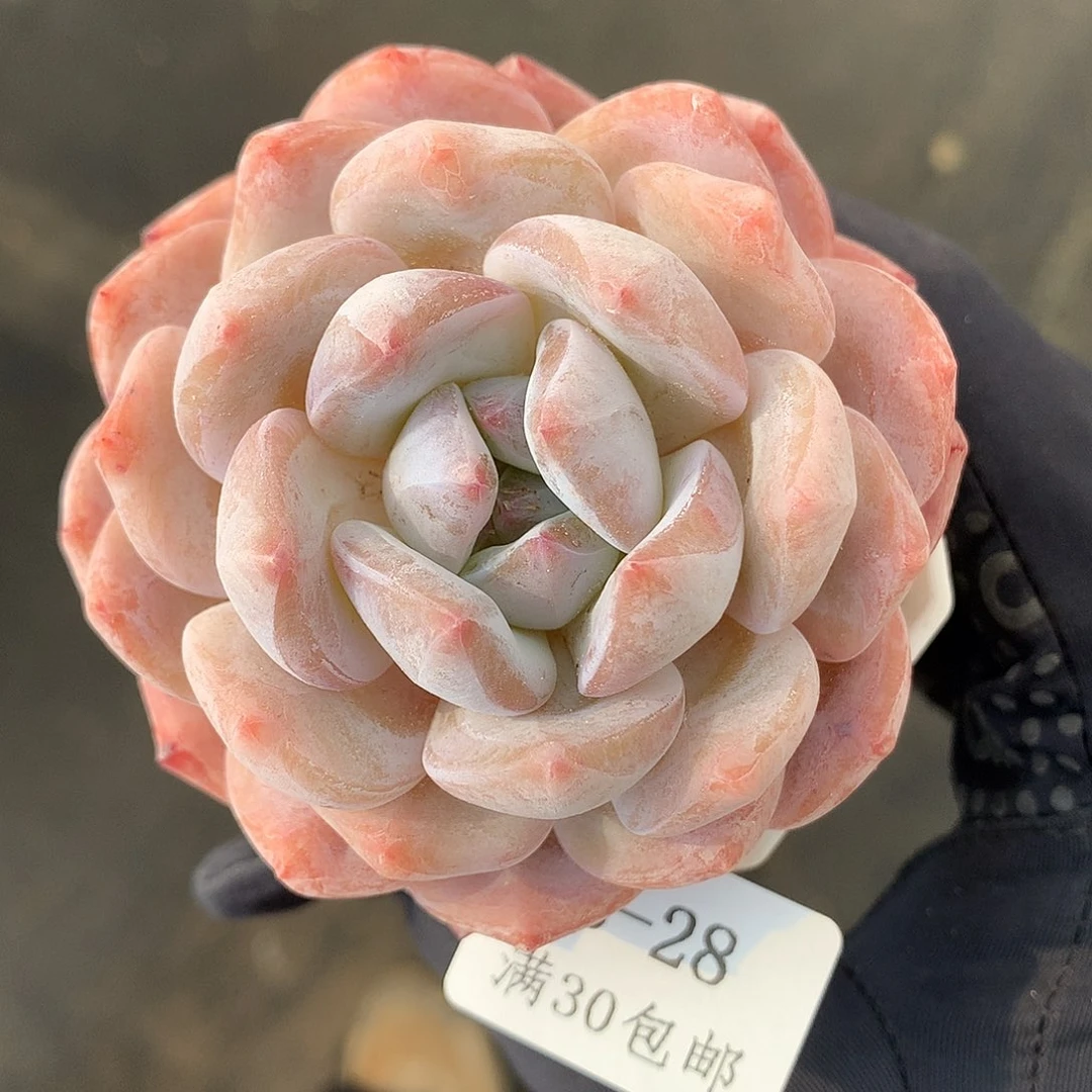 28。星影橙。6cm多肉。