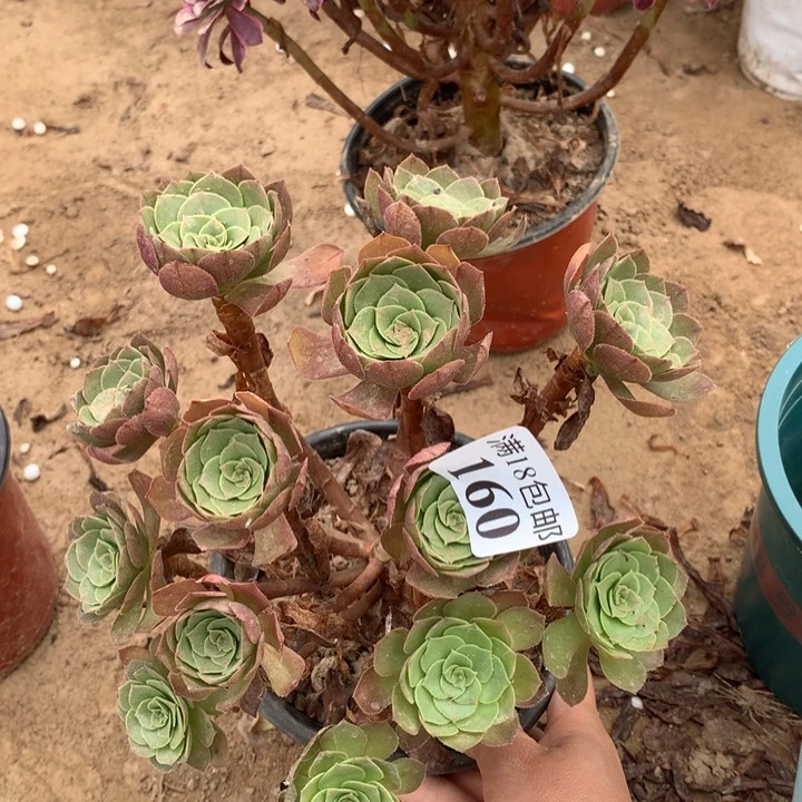 160沙拉碗绣球不包断枝1