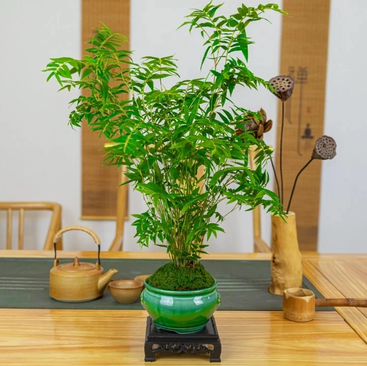 翡翠观音竹凤尾竹办公室客厅绿植好养易活小空间八方都美竹幸福树