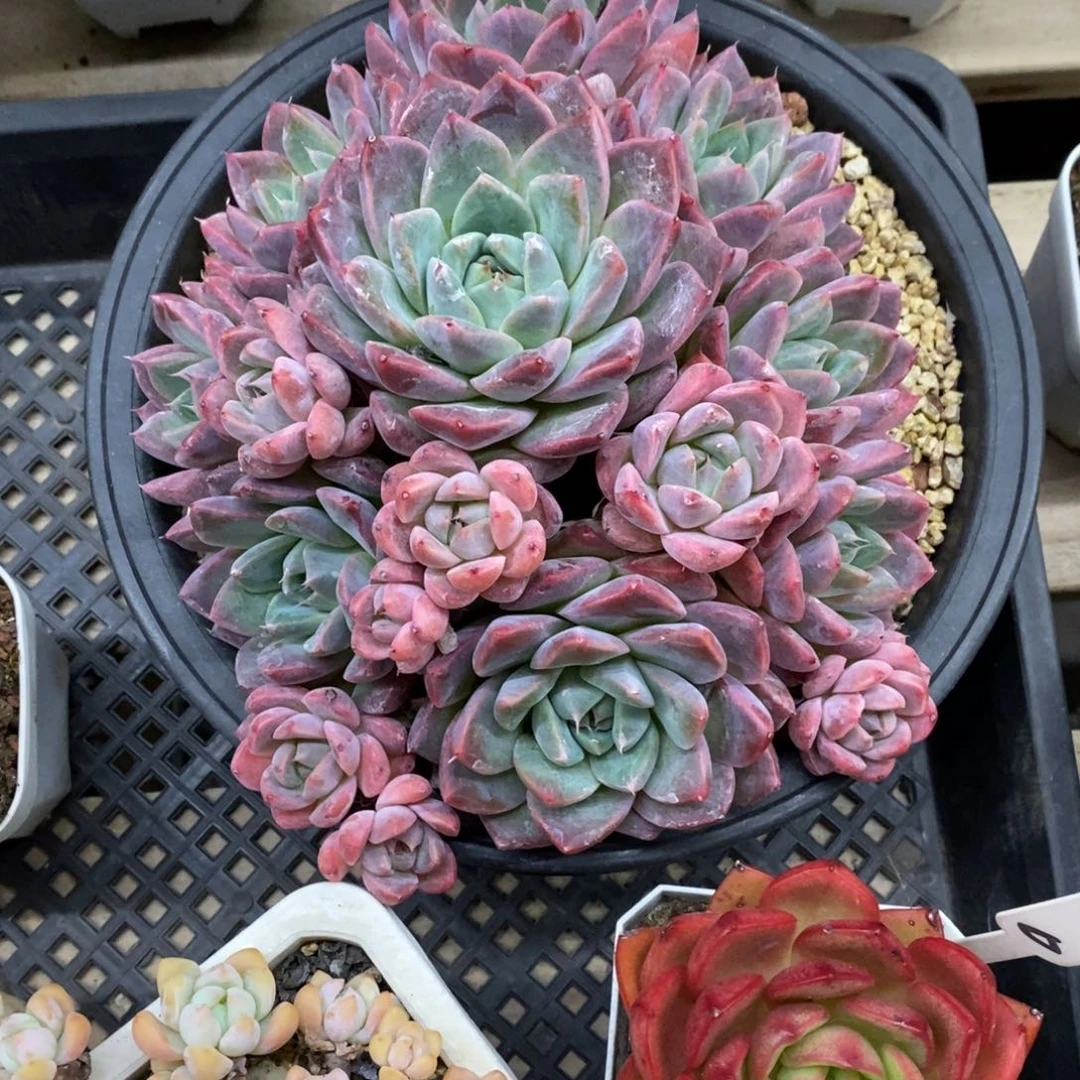 精品多肉一物一拍不包整480