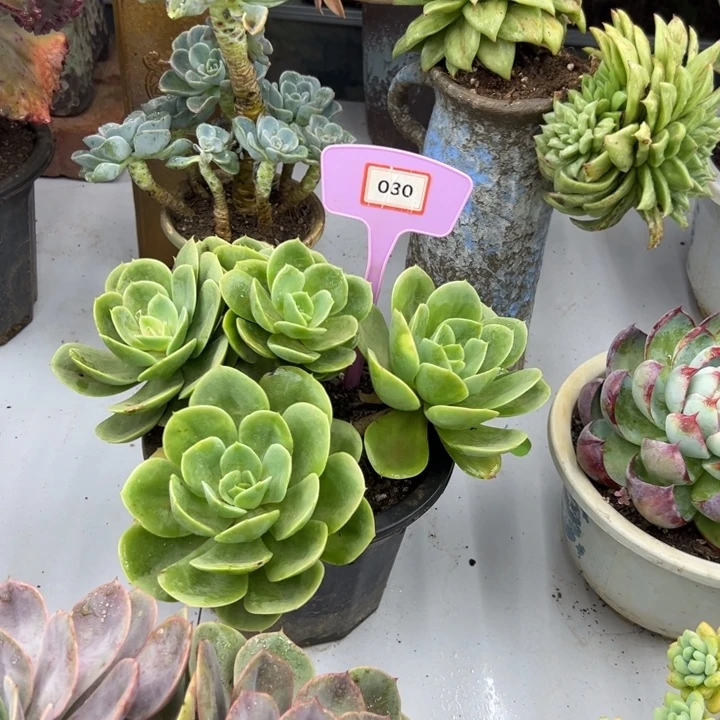 清***云完全开放星娜塔多肉植物030