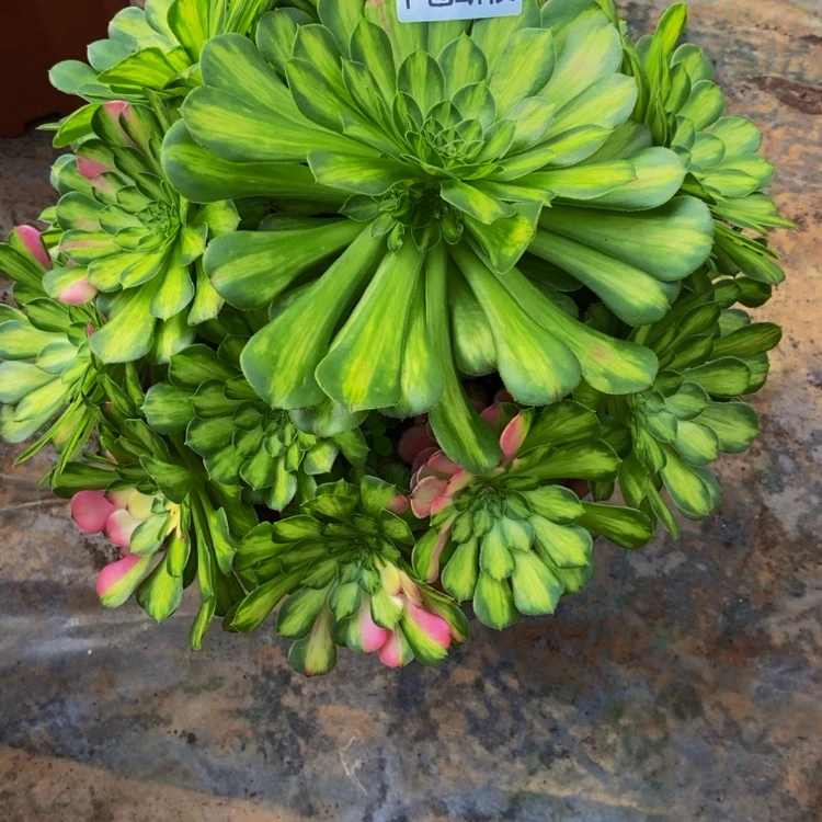 【闪购商品】肆*一1628知否多肉