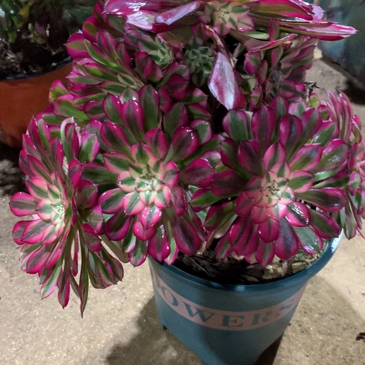柳***英964雨荷多肉植物特价