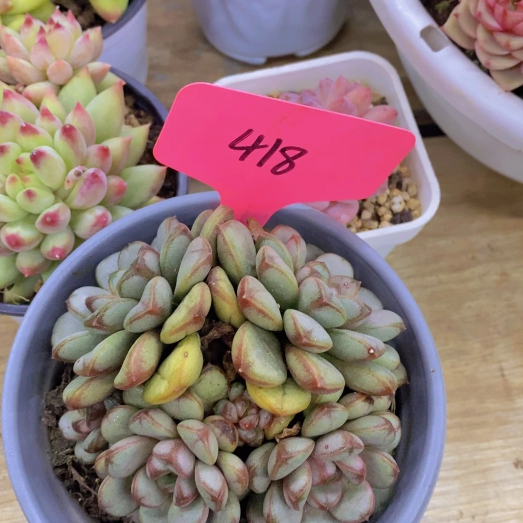 清货场，精品场一物一拍