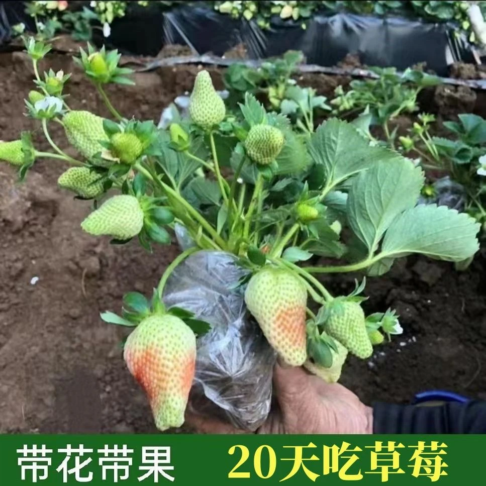 【带花带果】四季带果草莓秧苗盆栽大果草莓苗奶油草莓苗阳台种植