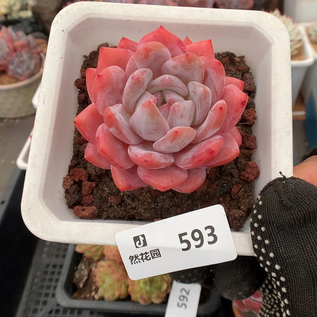 593雪天使多肉植物6666