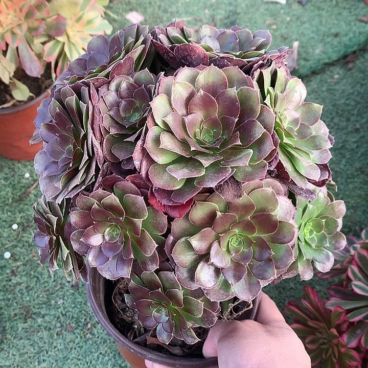 601荷兰玫瑰多肉植物