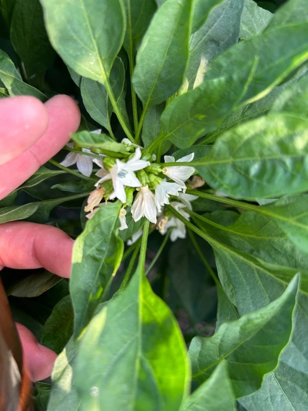 10亩地黑科技促花高产方案