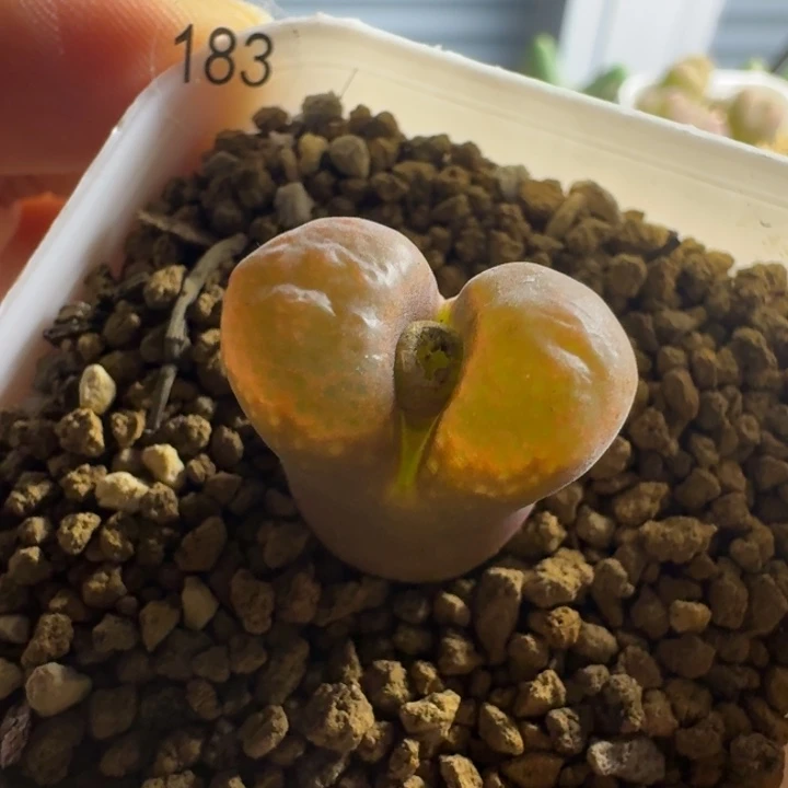 多肉......183...........