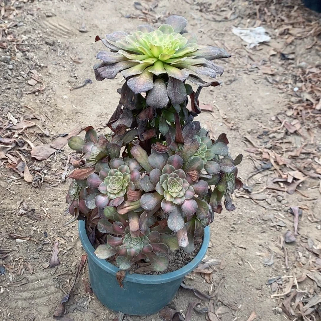 红桐中斑多肉植物032