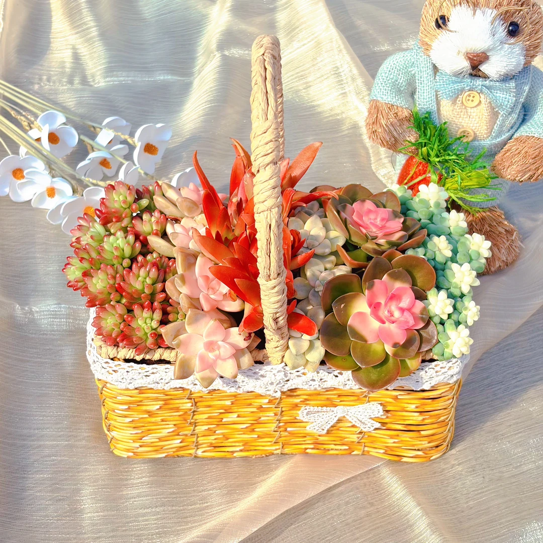 【彩虹盒子】多肉组合带精美花篮  栽好发