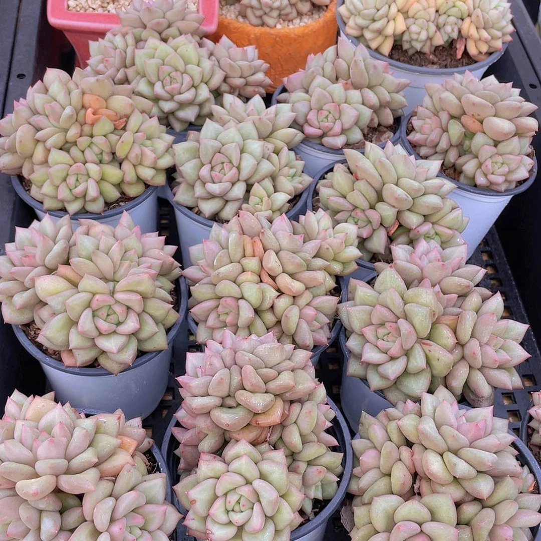 量拍41号 黄金象牙大群生一个