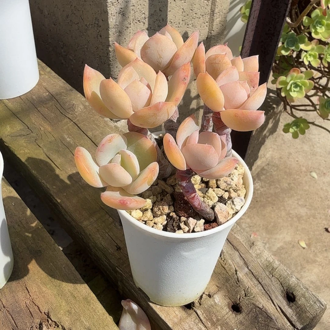 M***紅白凤多肉植物一颗