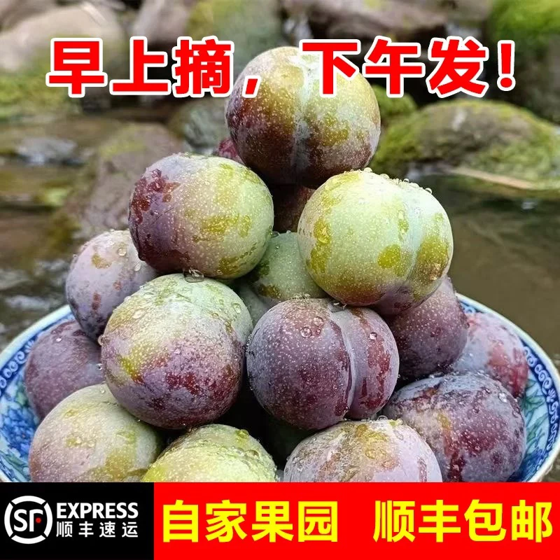 四川高山五月脆凤凰李现摘现发当季新鲜水果