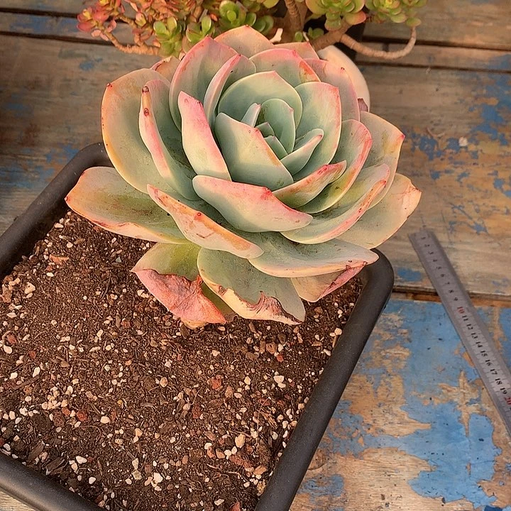 薇****)美肉特价活动开始啦